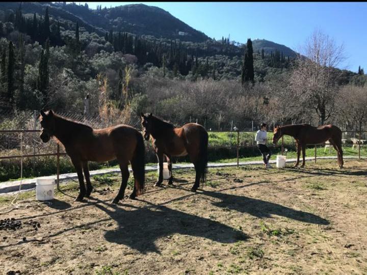St.Nicholas Ranch Corfu Benitses  Exterior foto